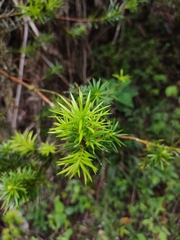 Podocarpus glomeratus