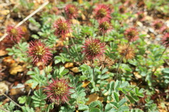 Acaena ovalifolia