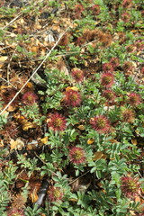 Acaena ovalifolia