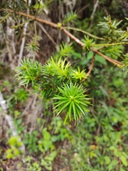 Podocarpus glomeratus