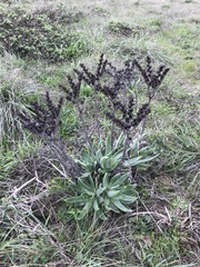 Dudleya caespitosa