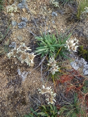 Leontopodium ochroleucum