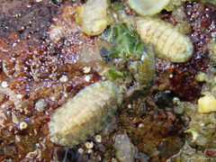 Ischnochiton striolatus