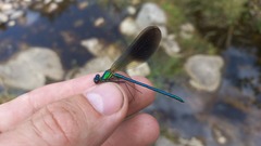 Calopteryx xanthostoma