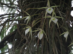 Brassavola