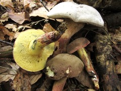 Xerocomellus intermedius