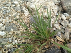 Elymus sibiricus