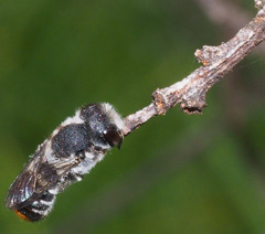 Megachile ferox