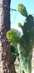 Opuntia karwinskiana
