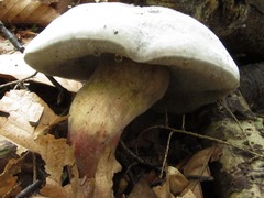 Xerocomellus intermedius