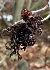 Taphrina robinsoniana