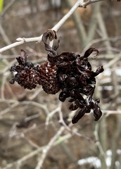 Taphrina robinsoniana