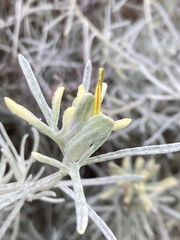 Castilleja hololeuca
