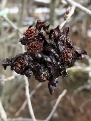 Taphrina robinsoniana