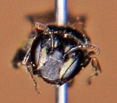 Hylaeus mesillae