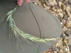 Elymus sibiricus