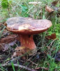 Neoboletus erythropus