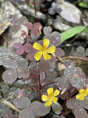 Oxalis spiralis