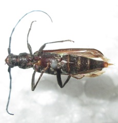 Hypoeschrus ferreirae