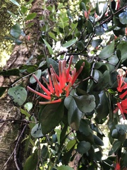 Peraxilla tetrapetala