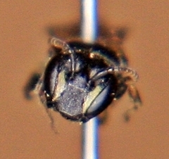 Hylaeus mesillae