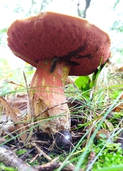 Neoboletus erythropus