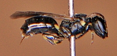 Hylaeus mesillae