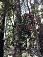 Peraxilla tetrapetala