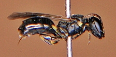 Hylaeus mesillae