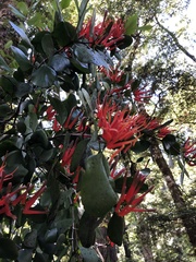 Peraxilla tetrapetala