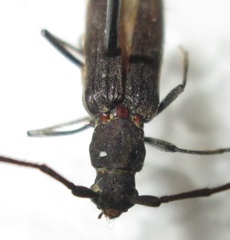 Hypoeschrus ferreirae