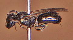 Hylaeus mesillae