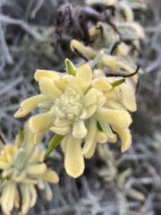 Castilleja hololeuca