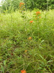 Castilleja coccinea