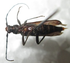 Hypoeschrus ferreirae