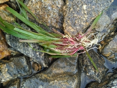 Elymus sibiricus