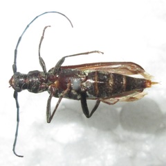 Hypoeschrus ferreirae