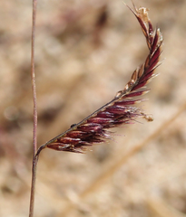 Bouteloua barbata barbata