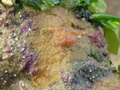 Mycale microsigmatosa