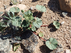 Eremalche rotundifolia