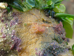 Mycale microsigmatosa