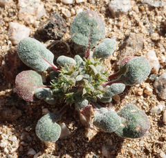 Chorizanthe corrugata