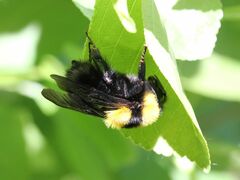 Bombus argillaceus