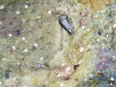 Ampithoidae