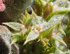 Chorizanthe corrugata