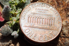 Chorizanthe corrugata