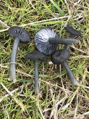 Arrhenia chlorocyanea