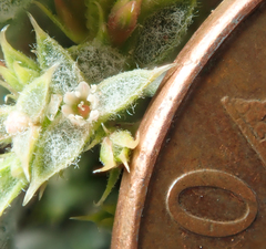 Chorizanthe corrugata