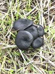 Arrhenia chlorocyanea