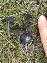 Arrhenia chlorocyanea